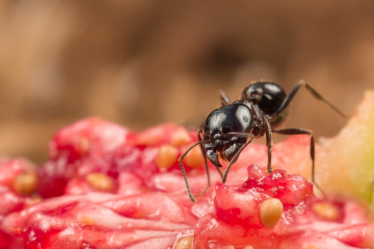 Z aparatem i kamerą w krainie mrówek cz.1 – początki bywają trudne…