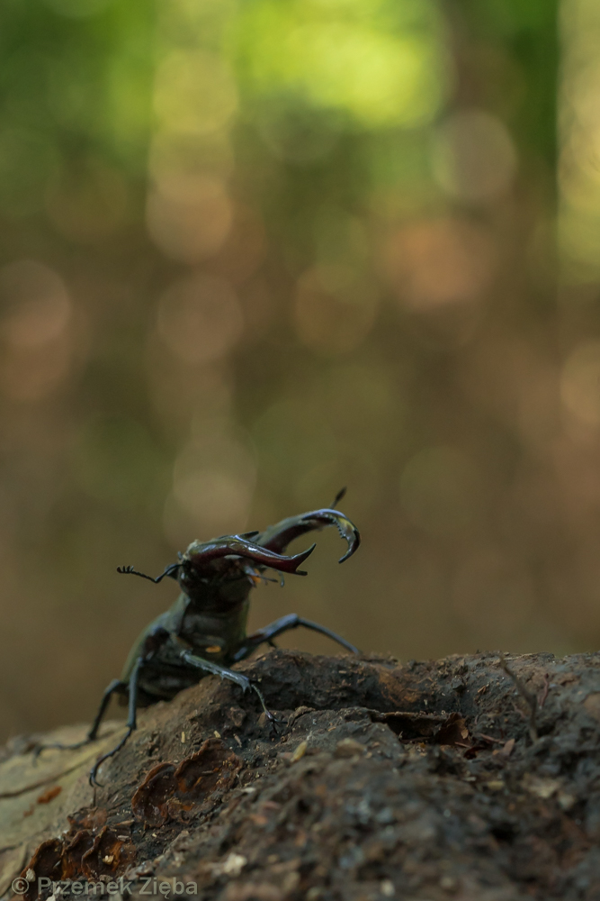 Jelonki z zielonego lasu….