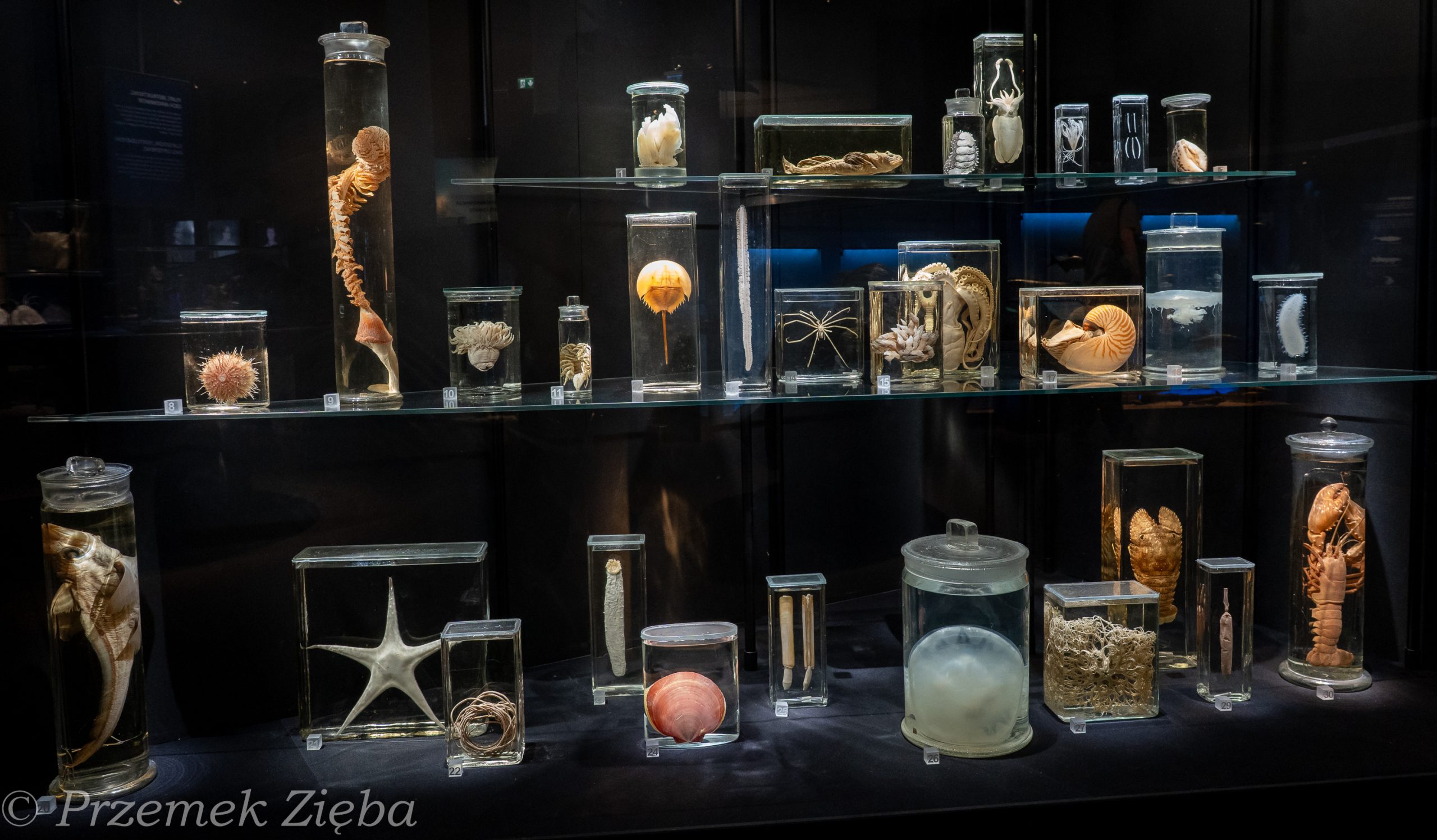 Z wizytą w Muzeum Historii Naturalnej w Sztokholmie- czy Polsce potrzebna jest taka placówka naukowo-muzealna…?