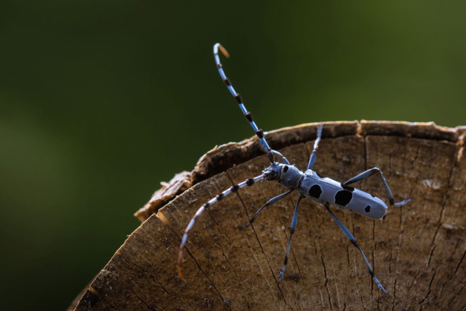 O tej co jeszcze nie wyginęła…