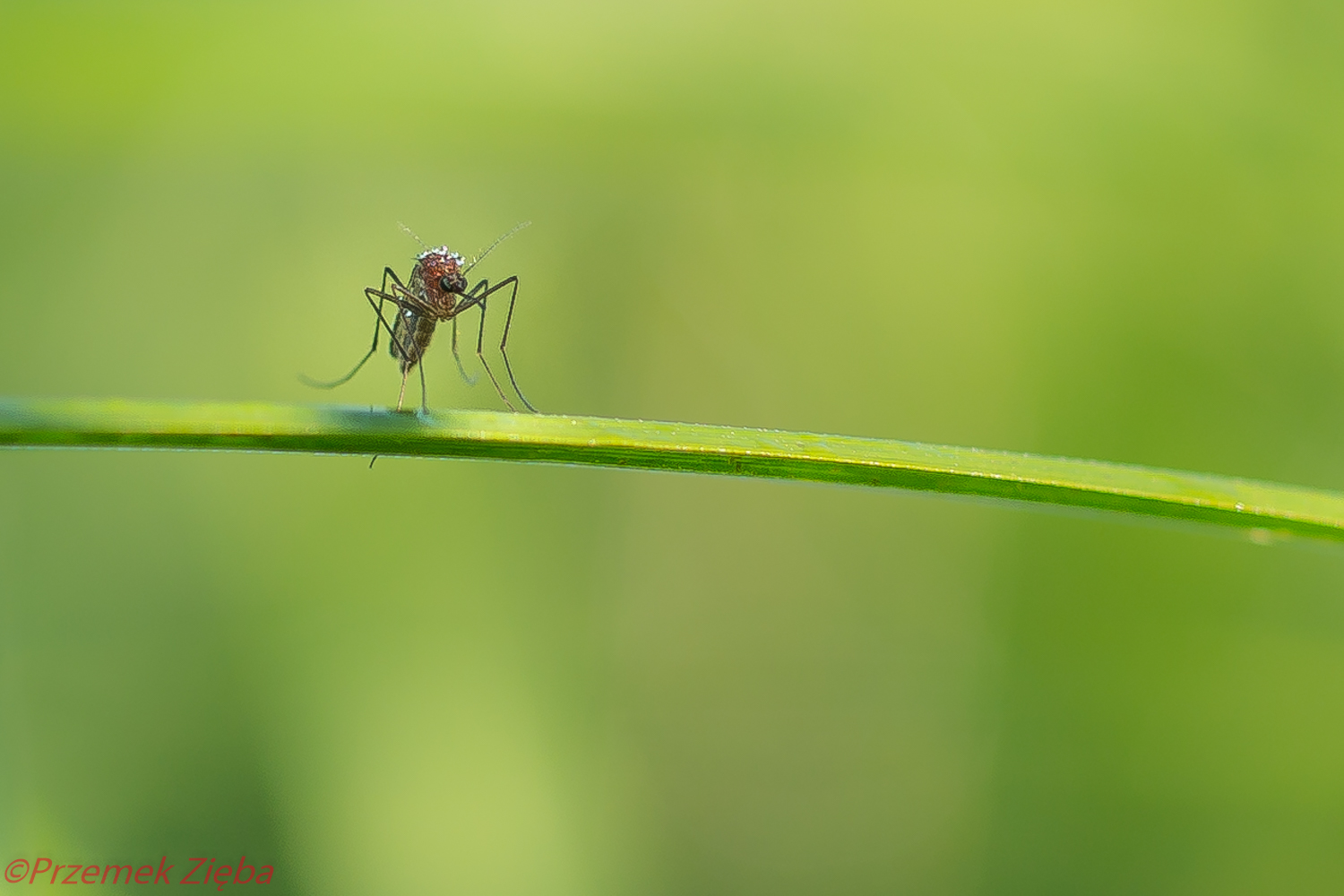 Zagrożone gatunki – czyli świat nie tylko bez komarów, okiem przyrodnika i  fotografa.