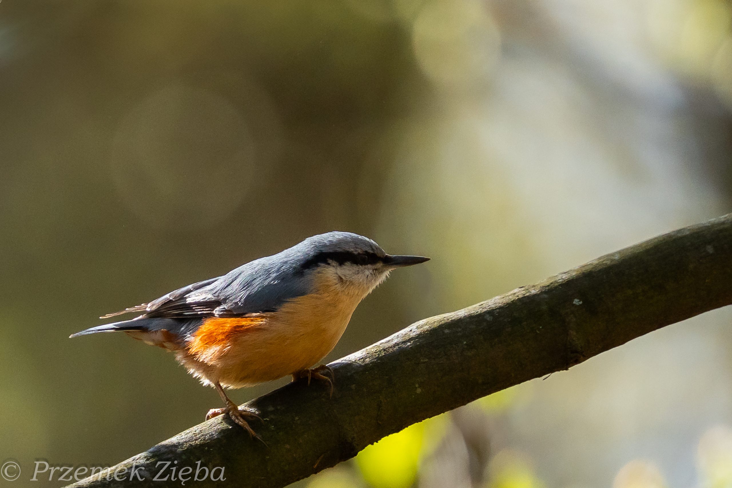 Kowalik – Sitta europaea i jego barwne podgatunki