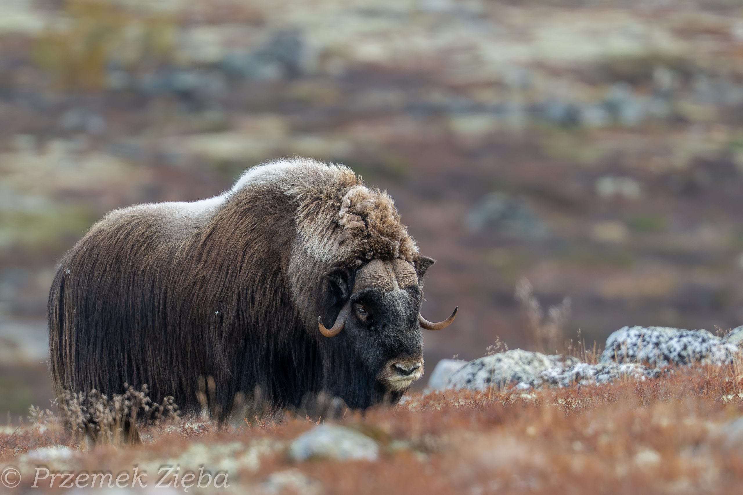 Norweska przygoda czy rozczarowanie ? Jak to z piżmowołami arktycznymi było i nie tylko..