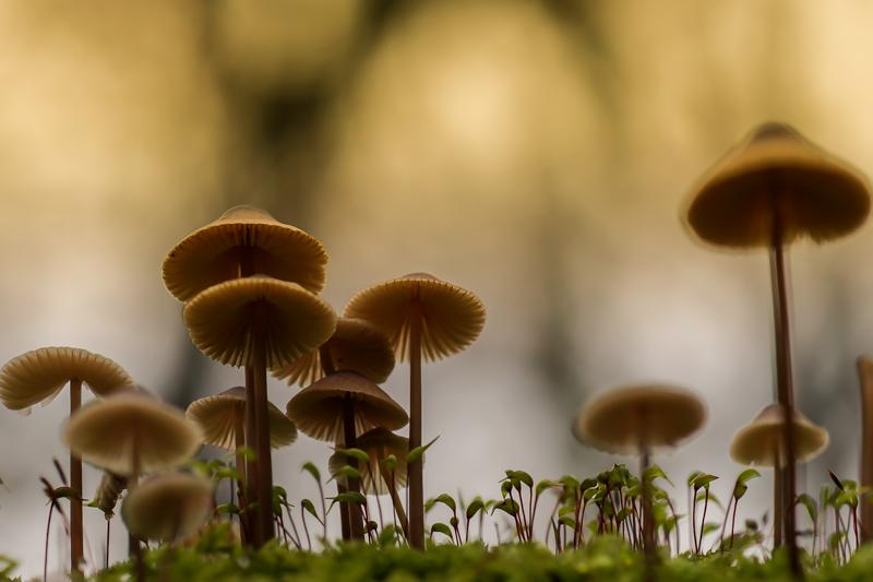 Świąteczne grzyby, czyli ku serc pokrzepieniu miłośnikom makro i nie tylko ;-)