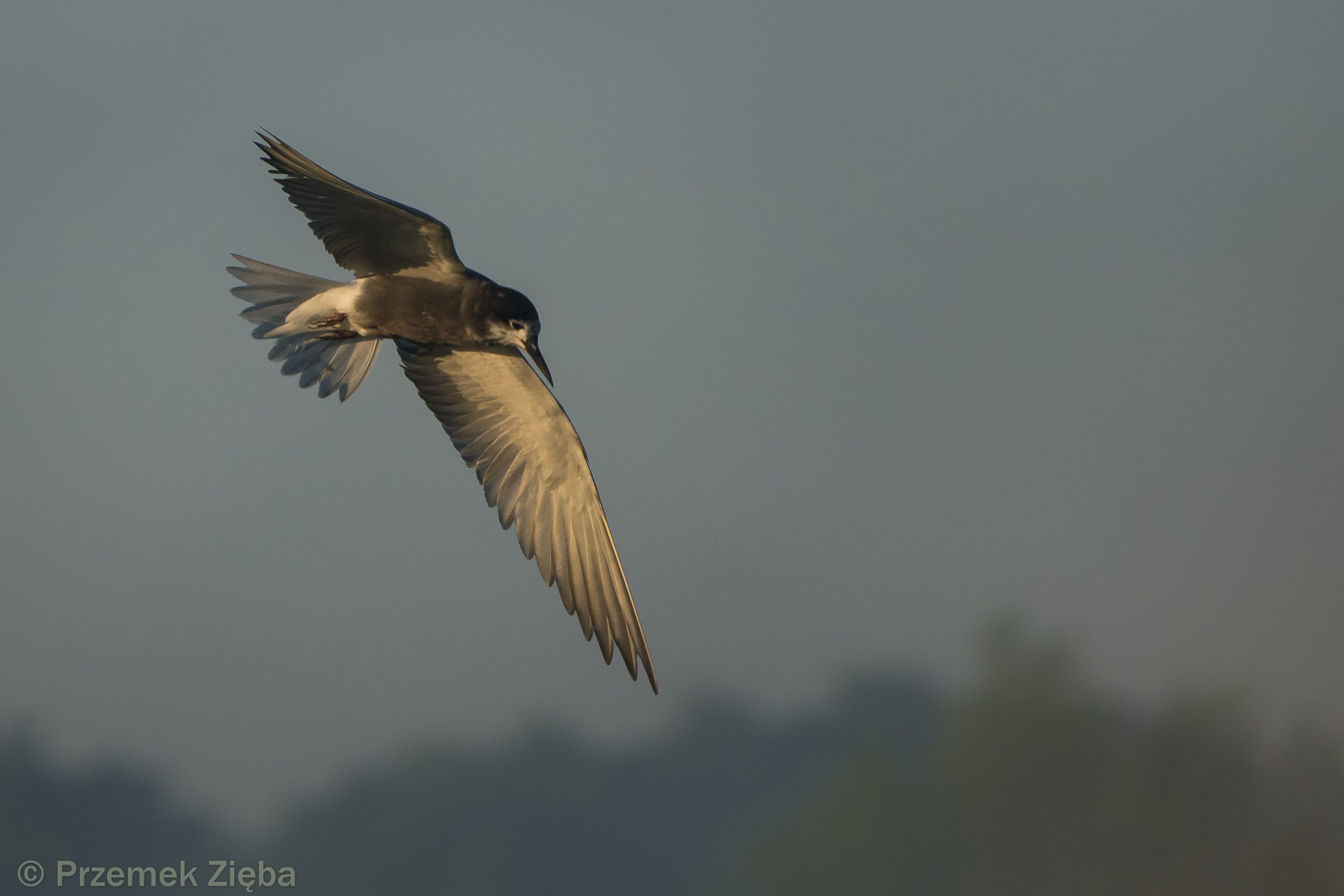,,O takie czarne – to latają”, czyli rzecz o rybitwie ;-)