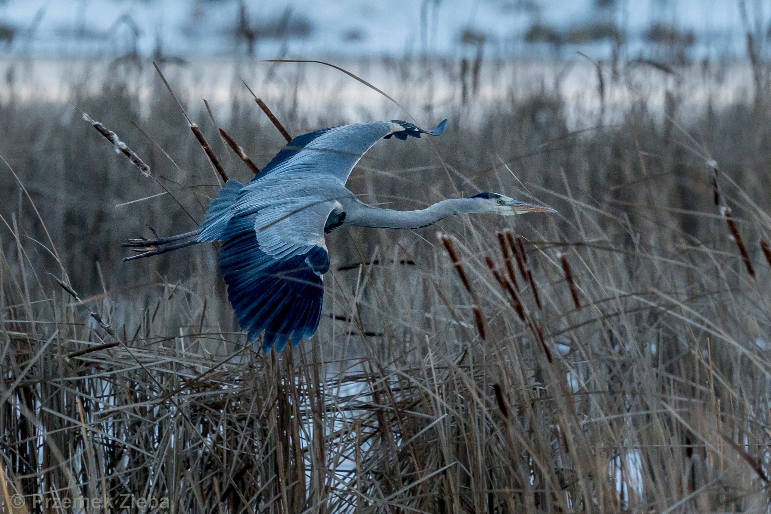 Smukły jak ..czapla, słów kilka o czapli siwej, czyli jak podejść takiego smukłego drapieżnika ;-)