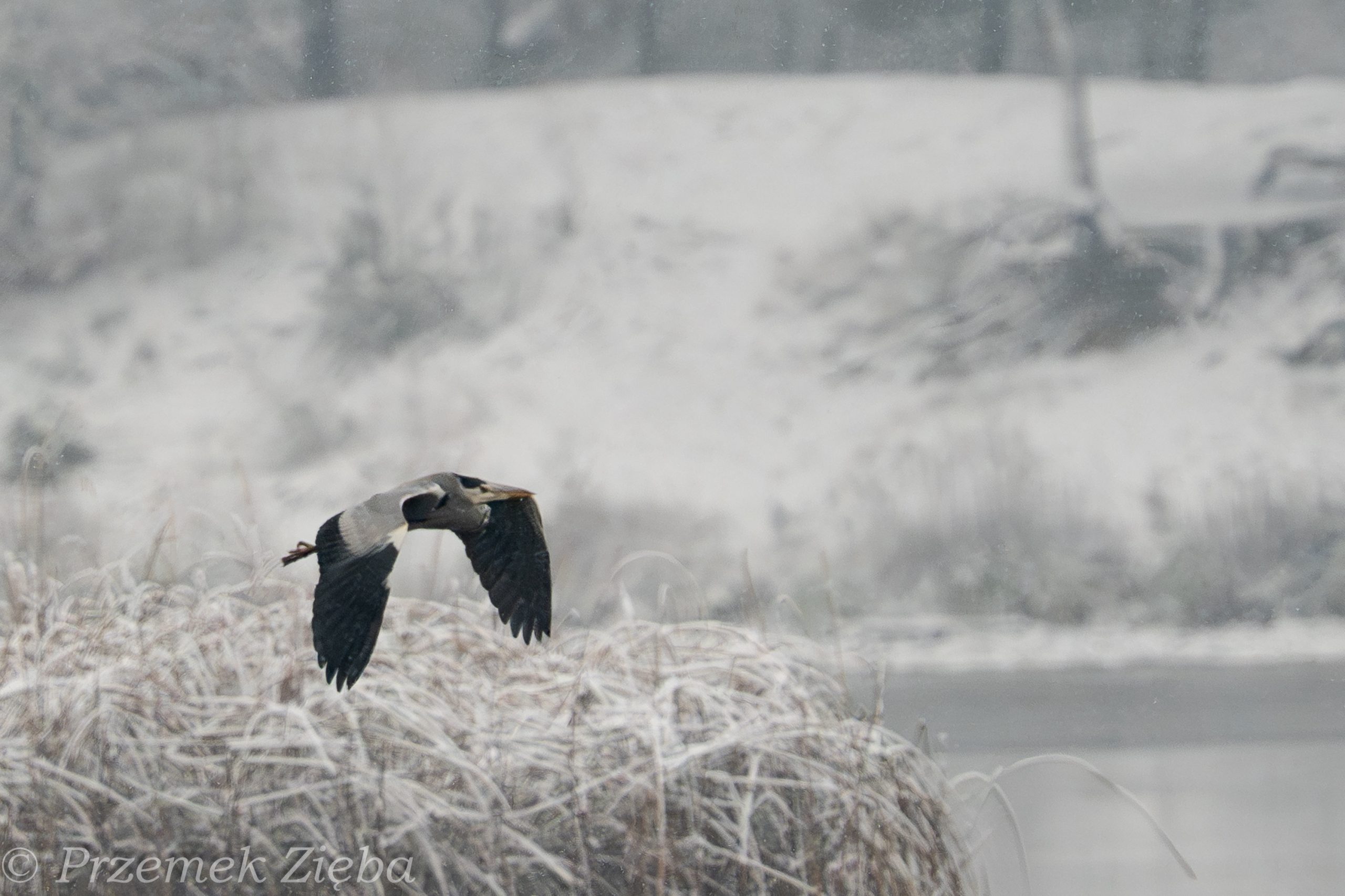Zimową porą, czyli słów kilka i uwag odnośnie fotografowania przy niskich temperaturach i przy opadach śniegu.