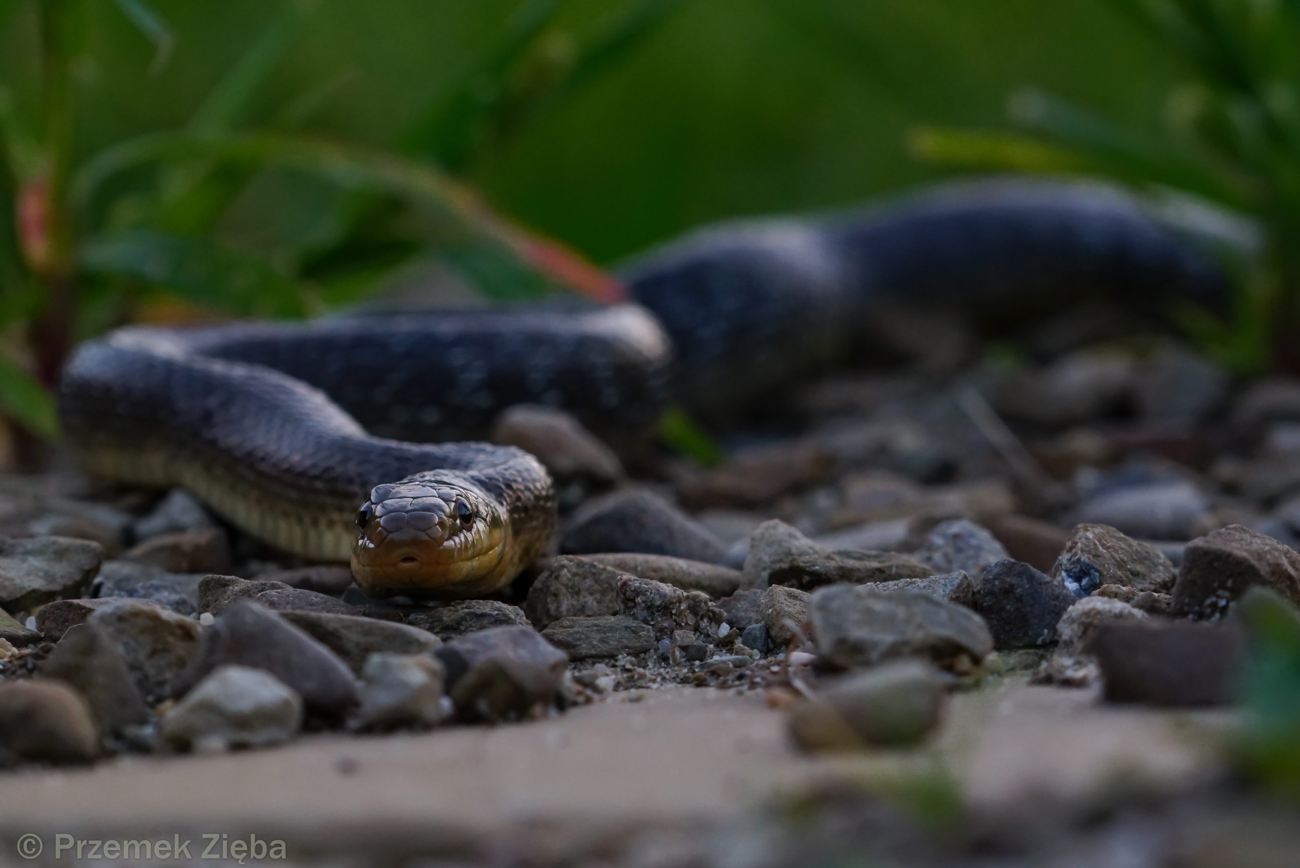 ,,Ależ dynamiczna akcja”, czyli trochę o fotografowaniu i filmowaniu gadów.