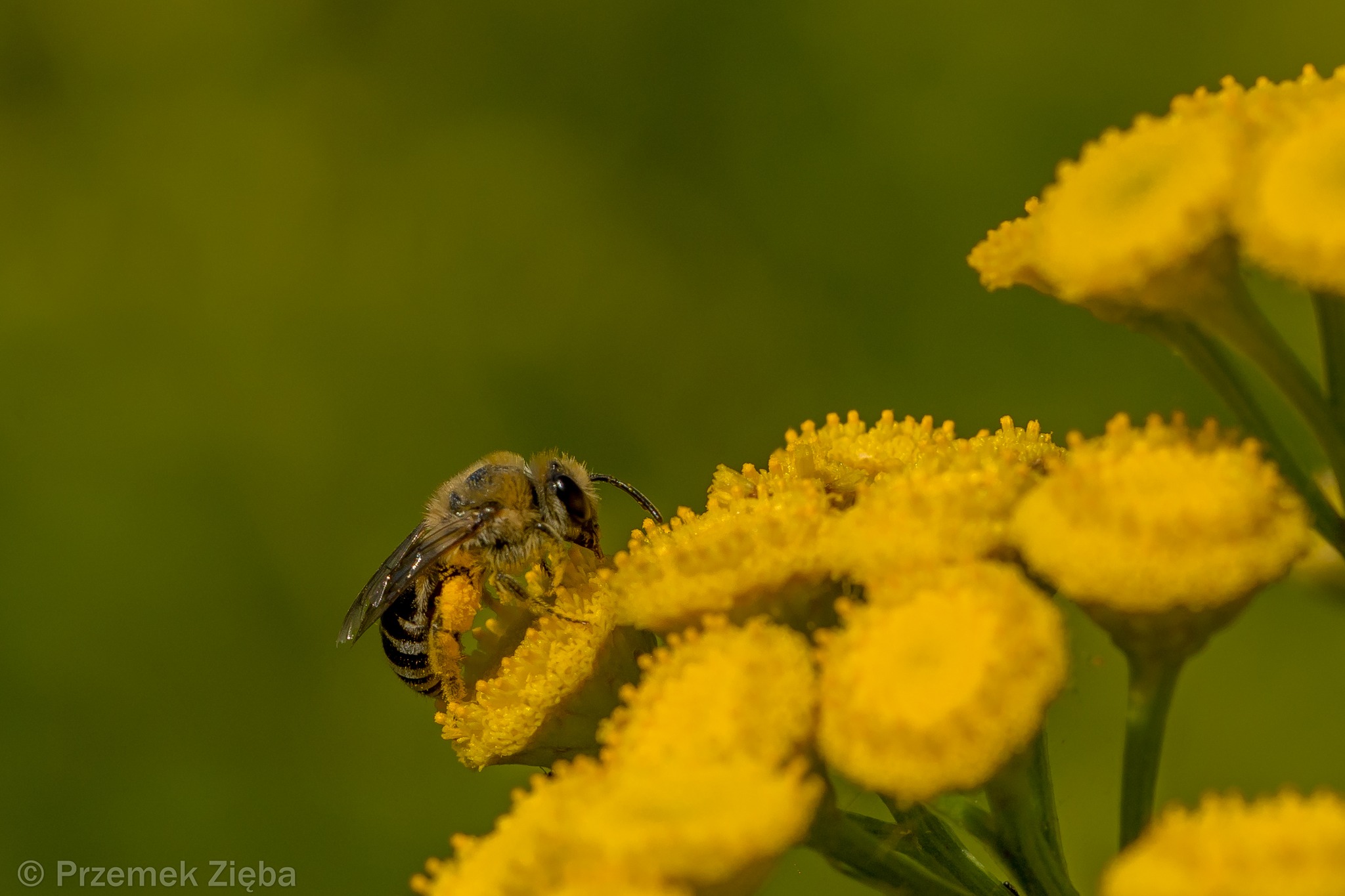 Ach te ,,szczypawki”, czyli trochę o etyce w makrofotografii…