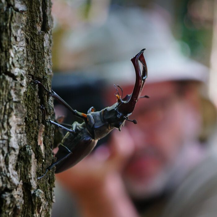 Blog opowieści o przyrodzie, jej fotografowaniu i filmowaniu okiem ,,wiktoriańskiego przyrodnika".