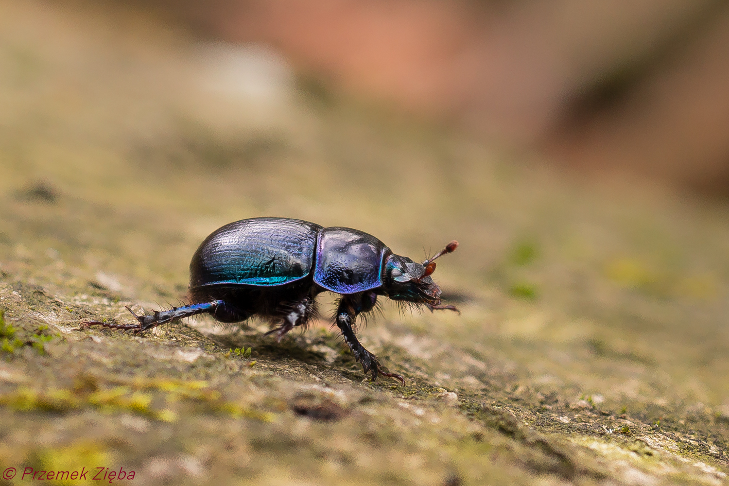 O ,,wyższości” fotografowania ptaków i ssaków nad fotografowaniem ,,robactwa”.