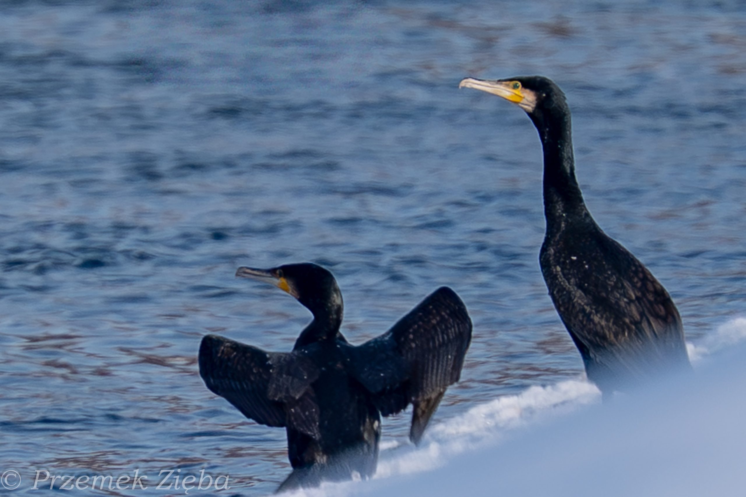 Czarne diabły czyli goniąc kormorany….