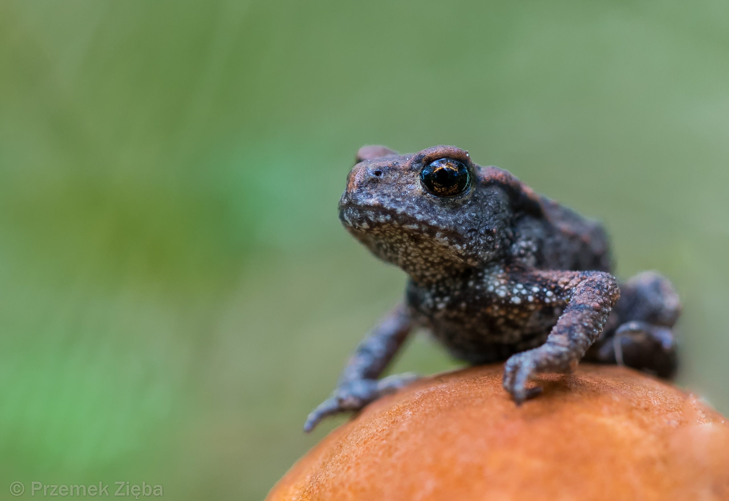 Zwolnij i daruj życie, czyli o żabach i ich smutnym losie…..